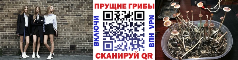 Псилоцибиновые грибы мухоморы  сколько стоит  MEGA онион  Павлово 